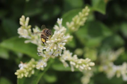 Bee on Flowers