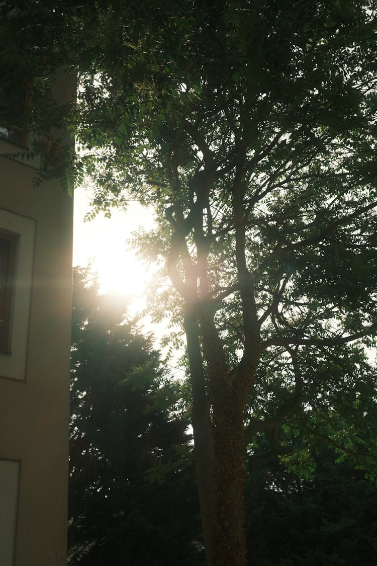 Sunlight Over Trees Near Building Wall