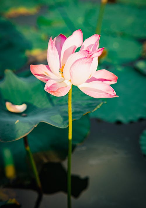 Foto profissional grátis de aumento, flor, floração