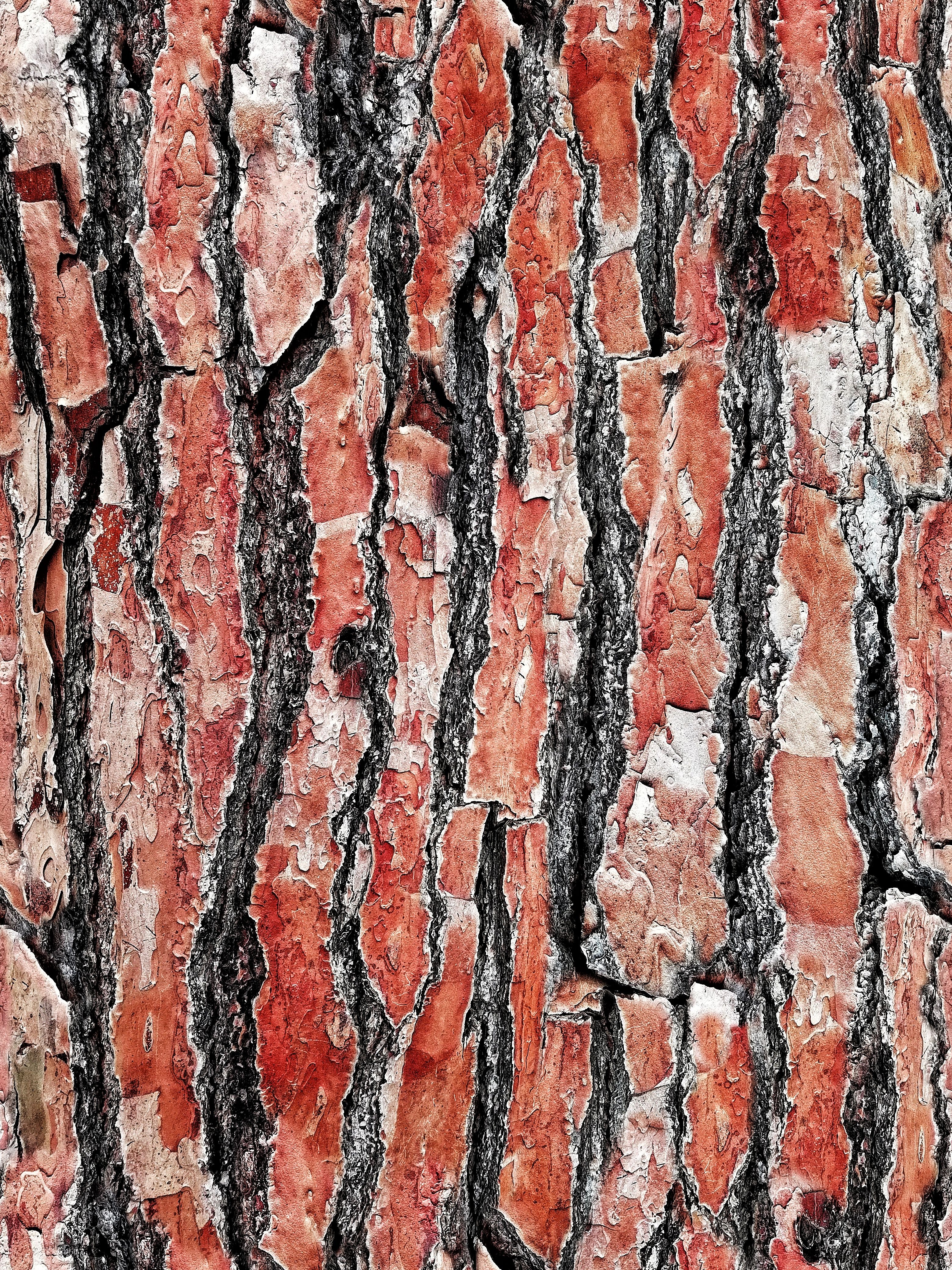 Detailed close-up of textured, rough tree bark with natural patterns.