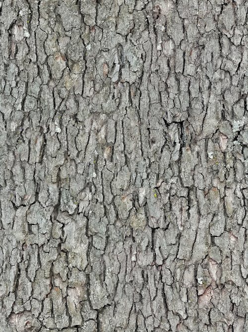 Foto d'estoc gratuïta de arbre, escorça, marró