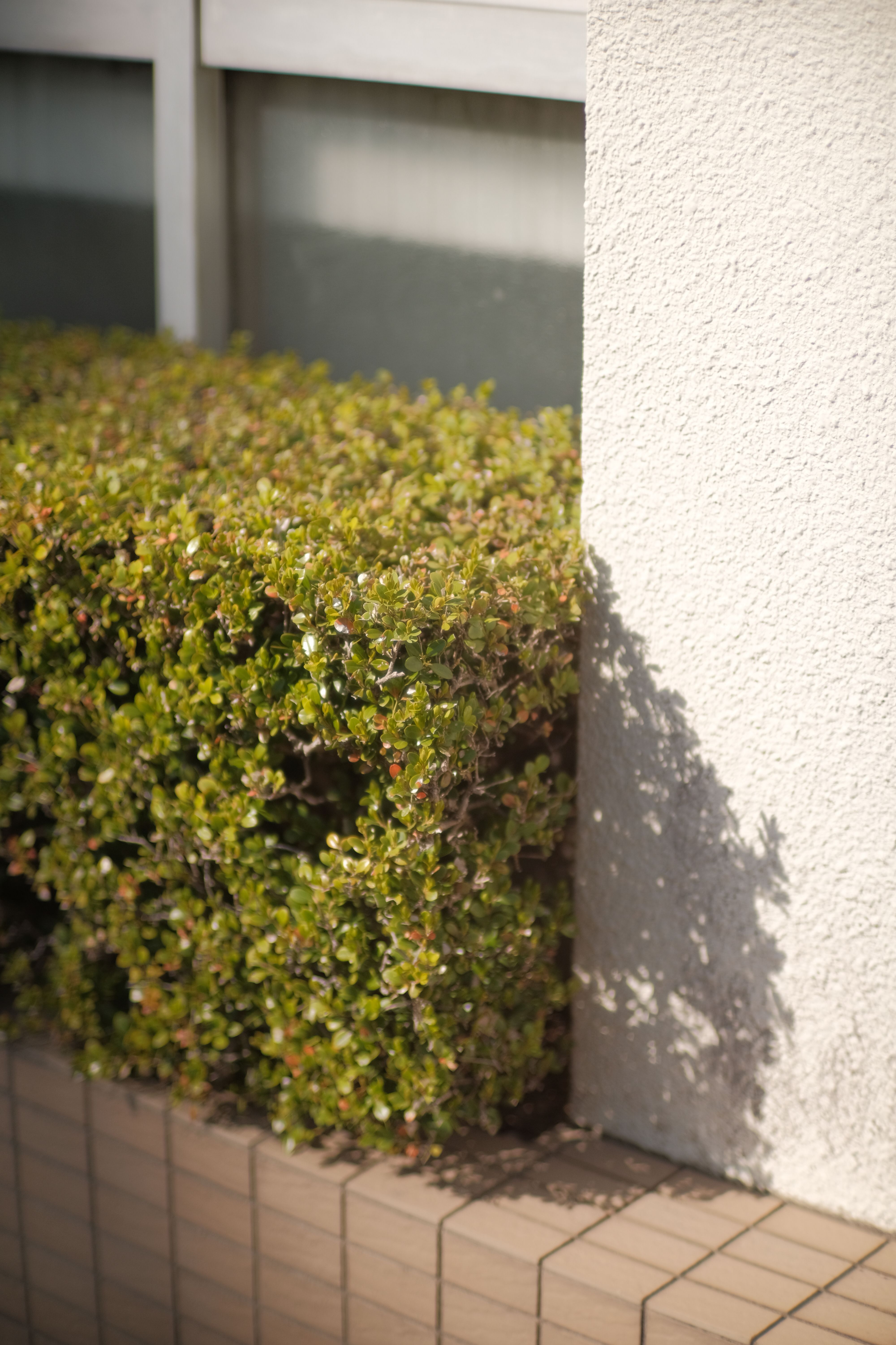Neatly trimmed hedge after landscape cleanup