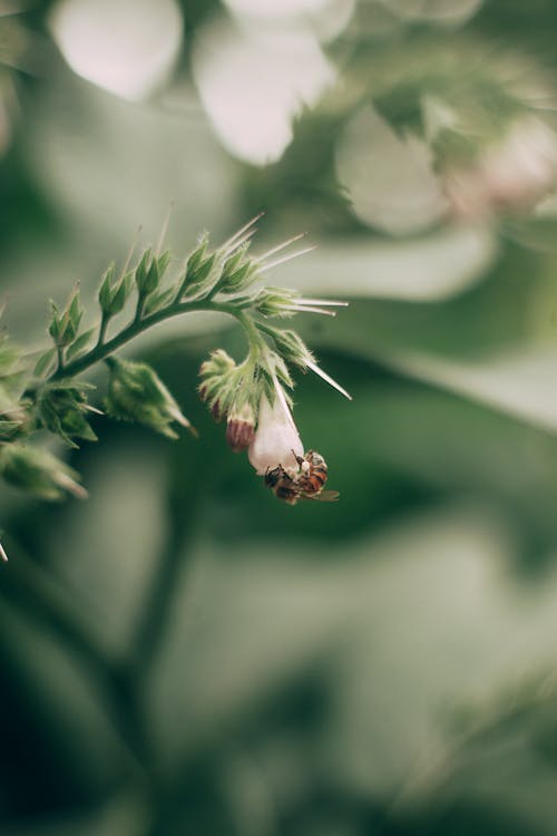 arı, çiçek, dal içeren Ücretsiz stok fotoğraf