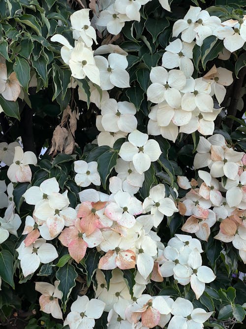 White Kousa Flowers