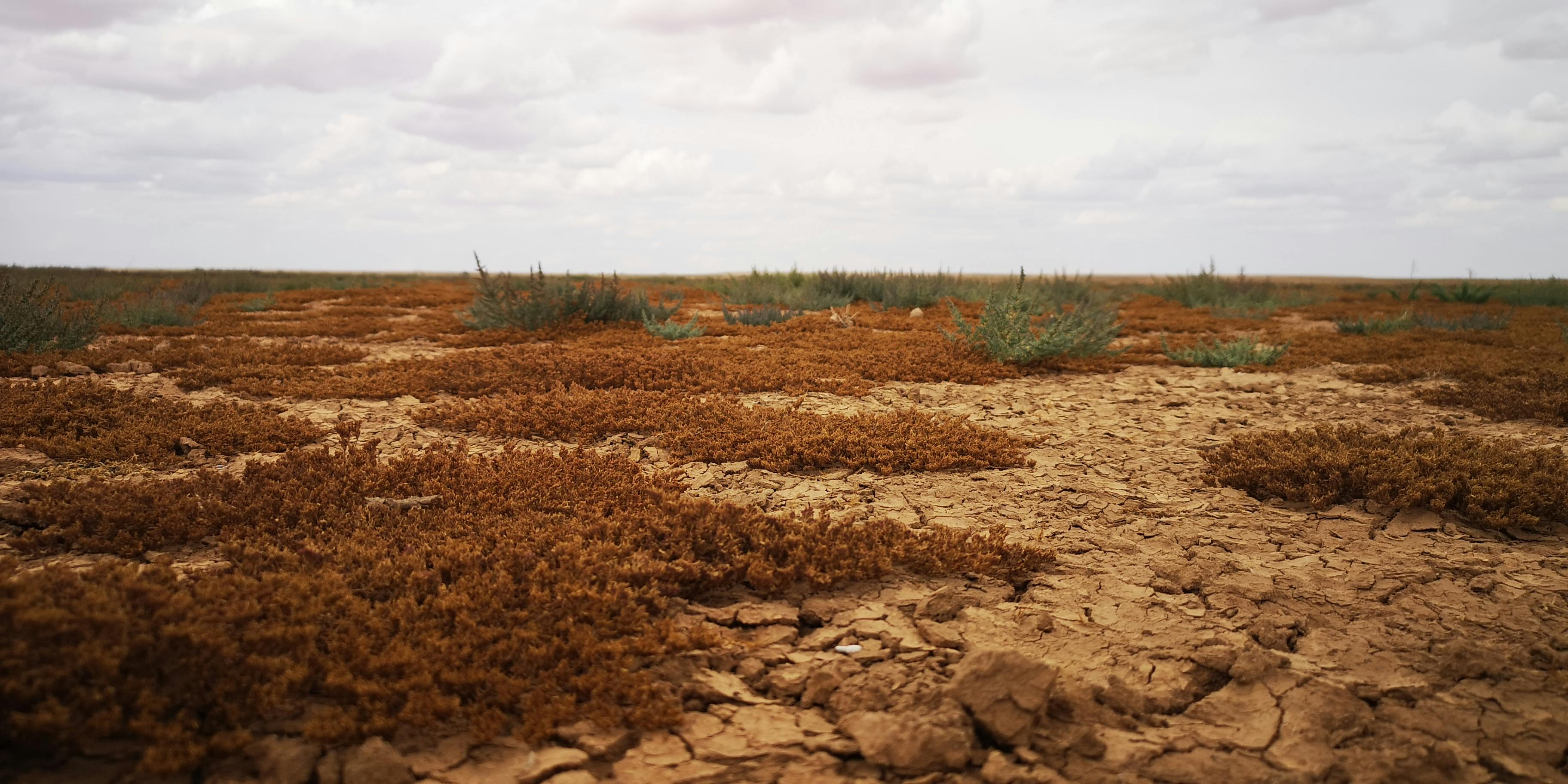As Global Drought Deepens — Climate Change Kills by a Thousand Cuts — Photo by boukhors abdelhakim on Pexels