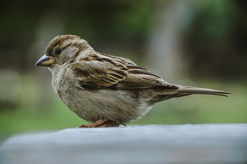 Free Detailed shot of a house sparrow on a blurred background outdoors. Stock Photo