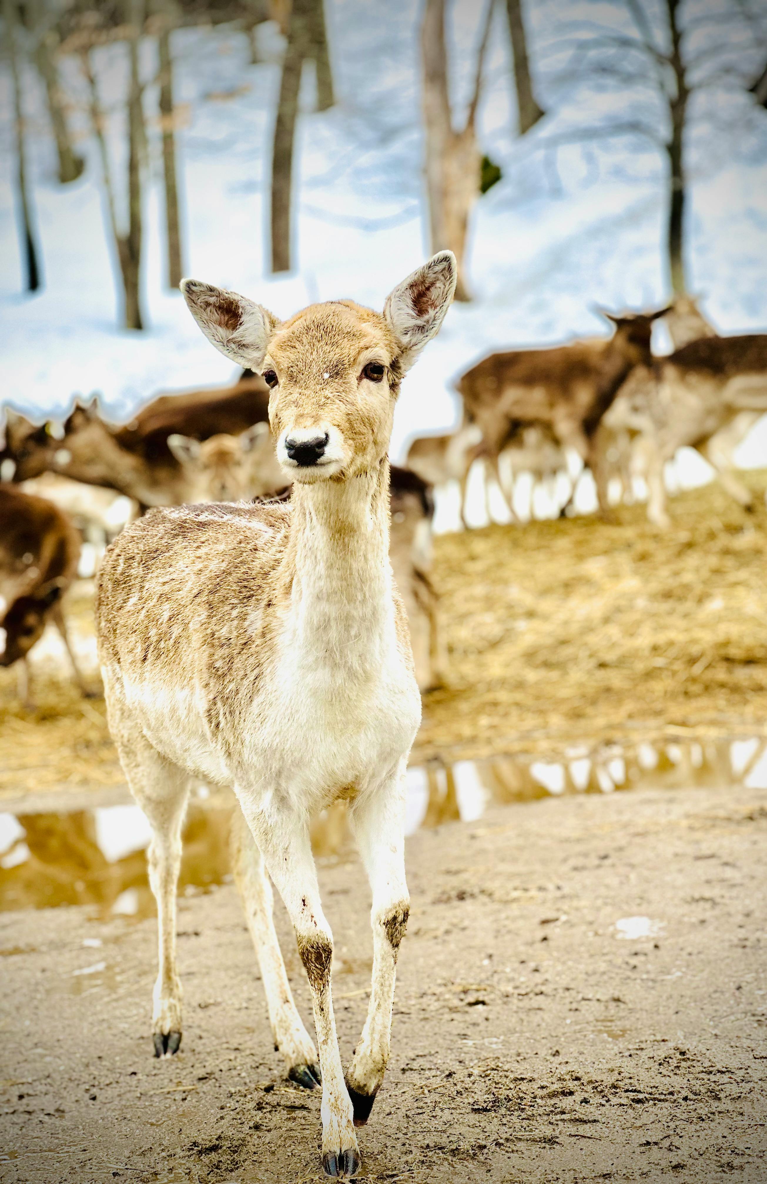 grátis Close Up De Um Gamo Europeu  Foto profissional