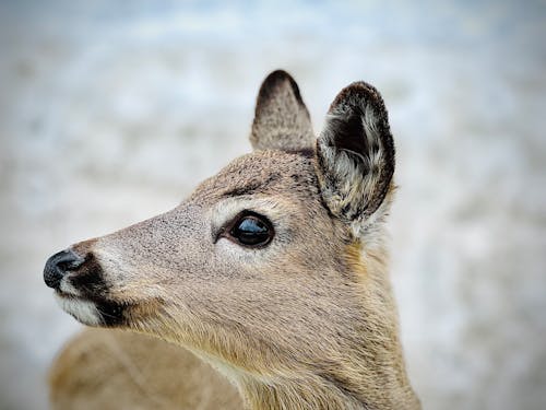 Close-up of the Head of a Deer 