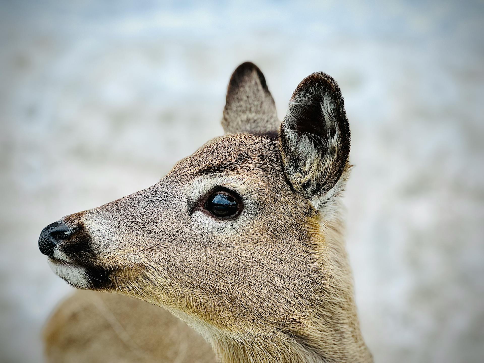 Vue rapprochée d'une tête de cerf