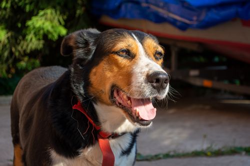 Free Close-up of a smiling dog outdoors under summer sunlight, conveying joy and warmth. Stock Photo
