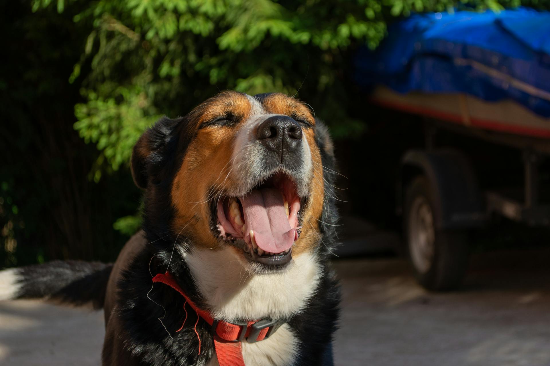 Yawning Dog in Close-up View