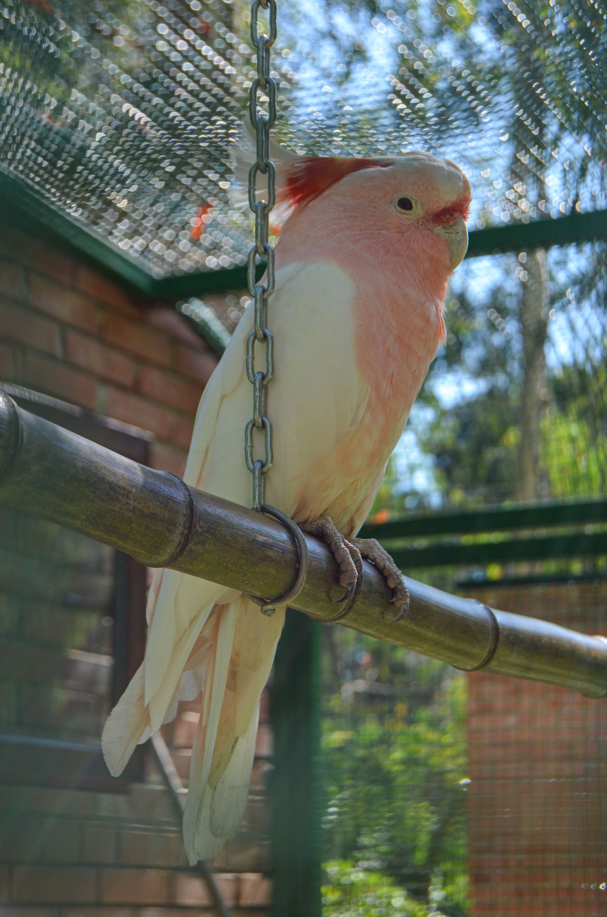 Major Mitchell's Cockatoo perching gracefully indoors with natural light.