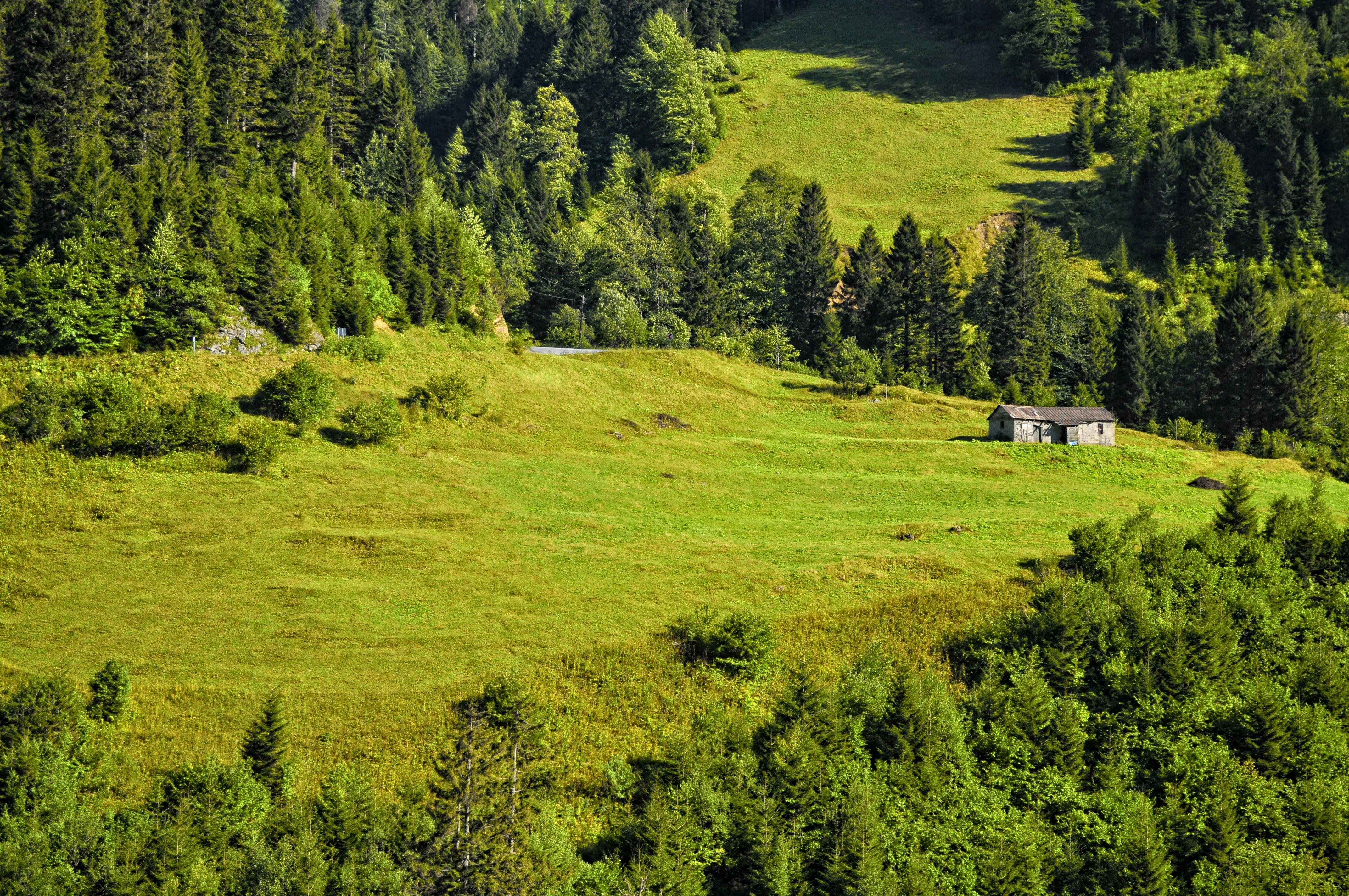 Kostenloses Foto zum Thema: dschungel, grün, landschaft
