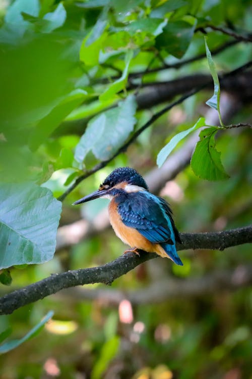 Humming Bird on a Branch 