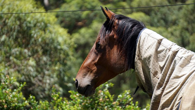 Horse in a green paddock