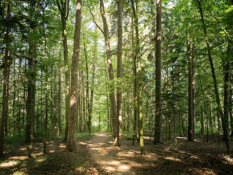 Trail Among Trees