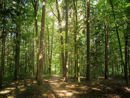 Free A serene forest trail surrounded by lush green trees on a sunny day. Stock Photo
