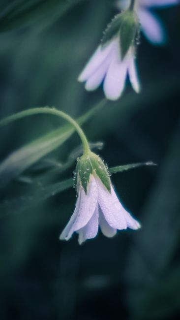 Macro shot of delicate white flowers with dew on petals, showcasing nature's beauty.