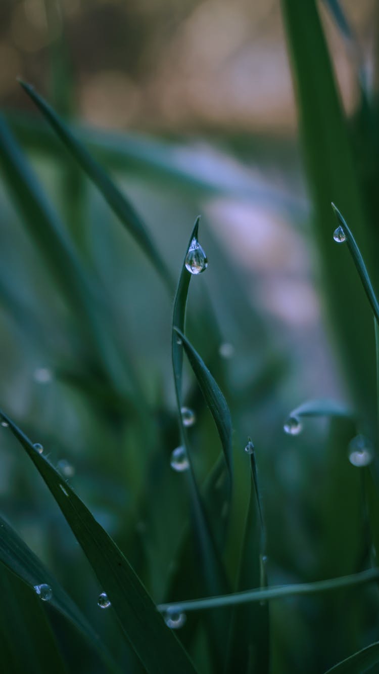 Droplets On Leaves