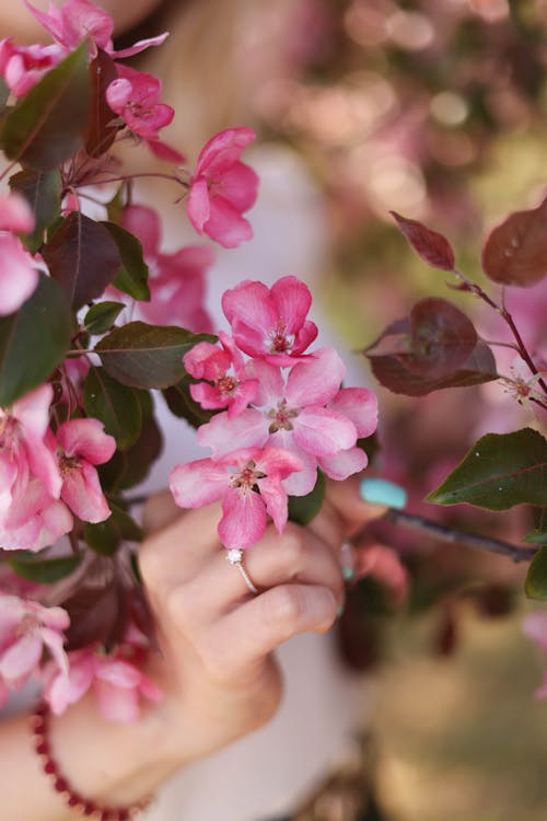 Hand Touching Branch with Blossoms