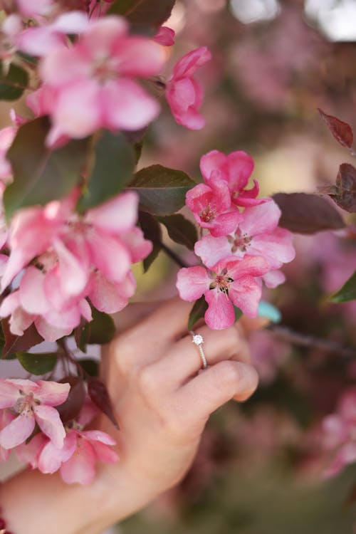 Hand Touching Asiatic Apple Pink Flowers