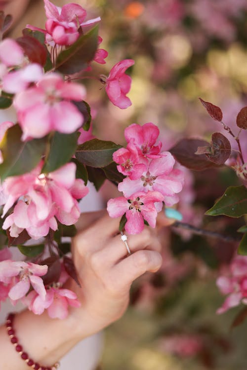 Foto profissional grátis de flores, foco seletivo, holding