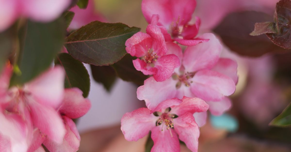 Small Close Spring Close up of a Blossom in Spring · Free Stock Photo