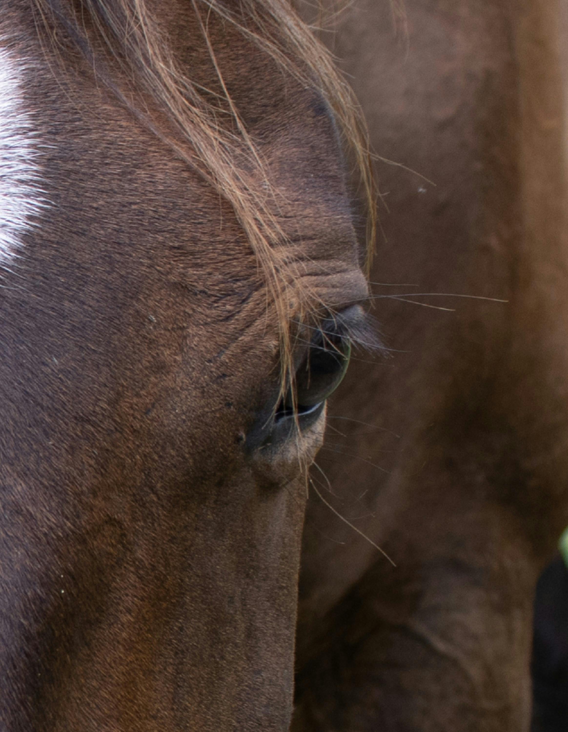 Close up of Closed Eye of Horse Free Stock Photo