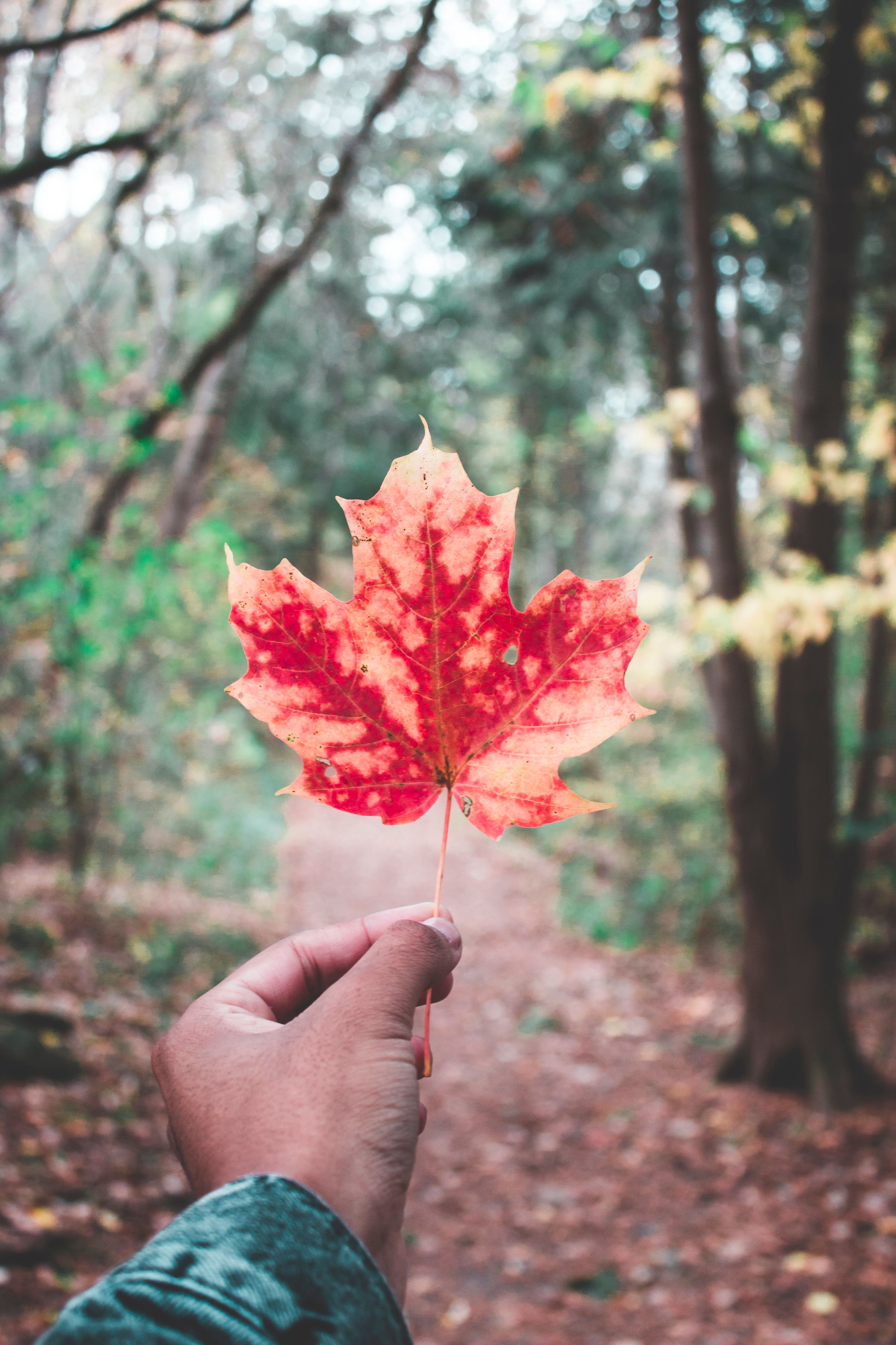 Free Stock Photo Of Black Forest Hand