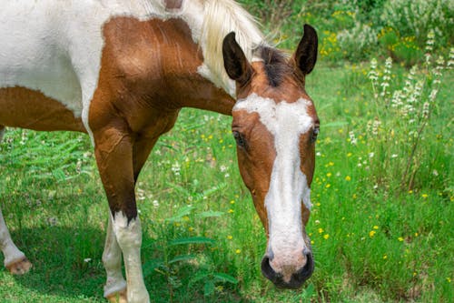 Kostenloses Stock Foto zu getupft, gras, grasen