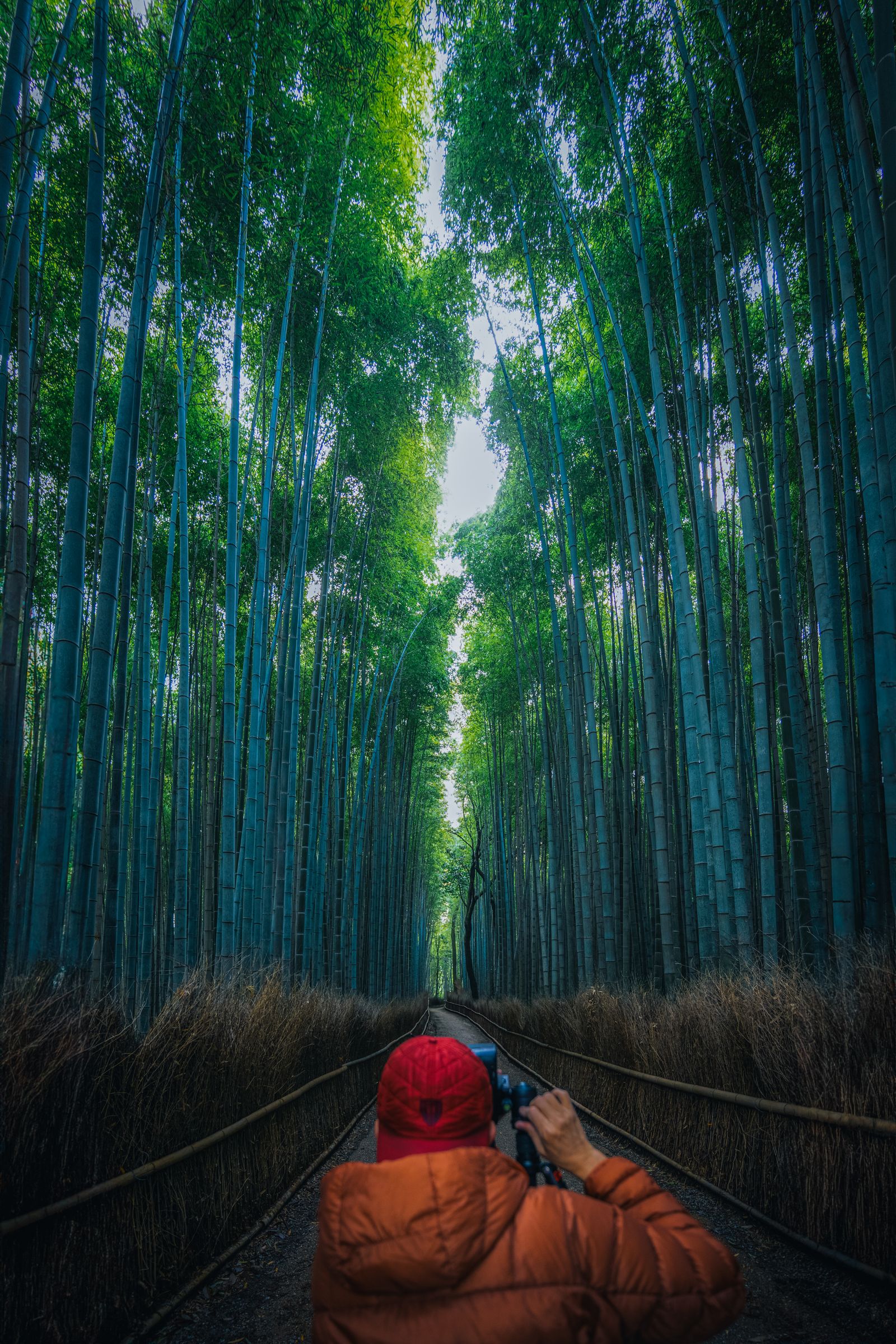 嵐山竹林の小径を散策