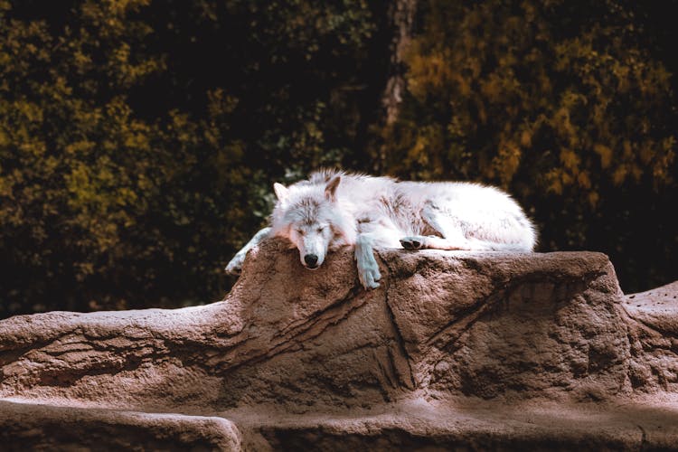 White Wolf Sleeping On A Rock 