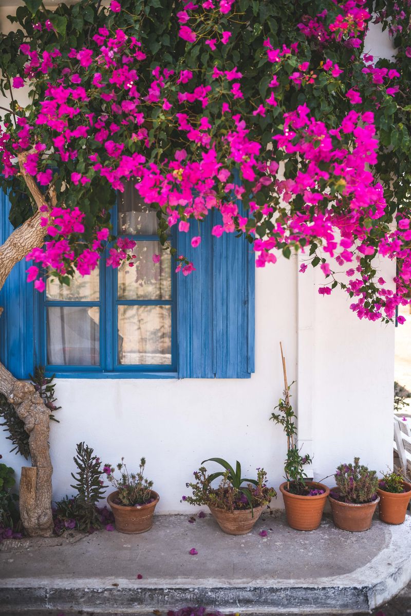 Pink bougainvillea on white wall
