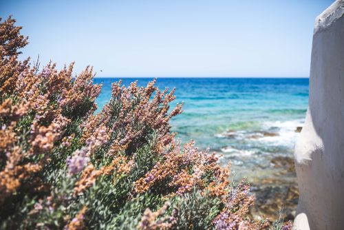 Free Blooming coastal flowers with a stunning view of the turquoise sea on a clear summer day. Stock Photo