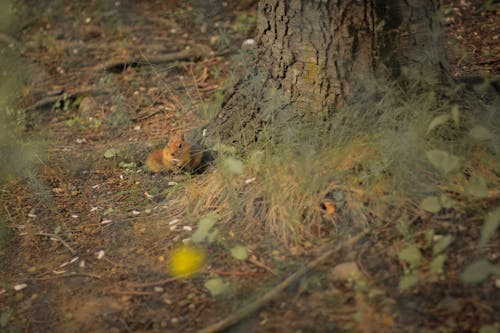 Squirrel on Ground by Tree