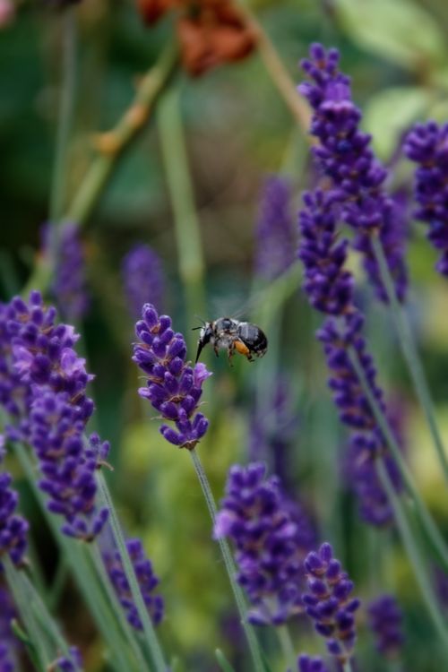 Free Biene/... an Lavendel Stock Photo