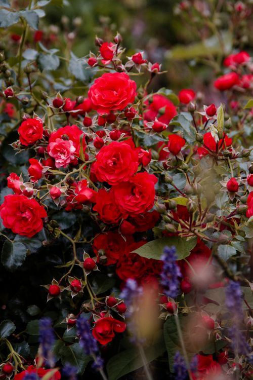 Free Rote Rosen Stock Photo