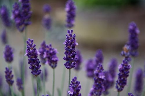 Free Lavendel Stock Photo