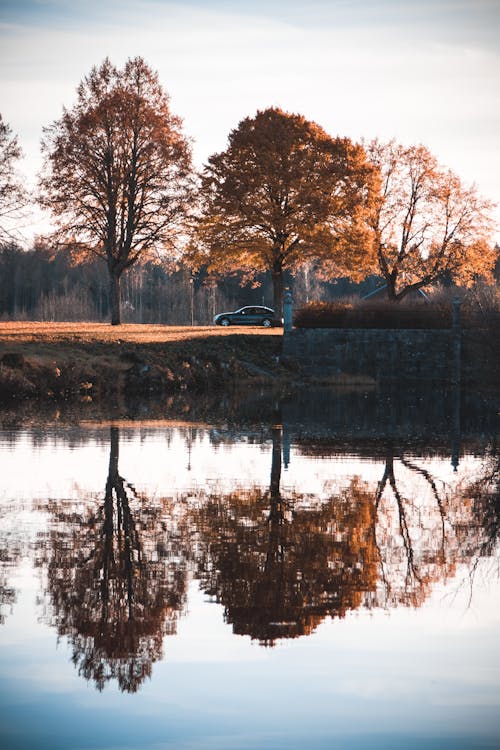가을, 강, 나무의 무료 스톡 사진