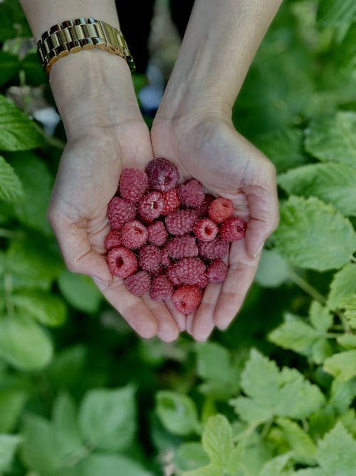 Kostnadsfri bild av buskar, frukt, håll