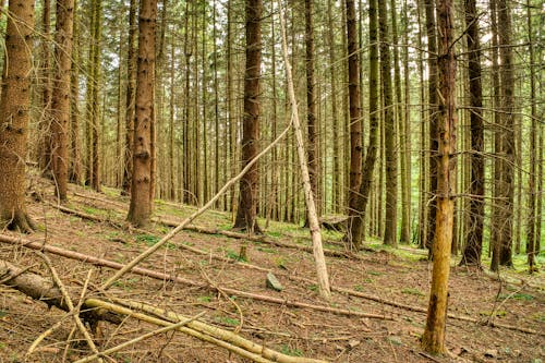 A Dense Forest with Pine Trees