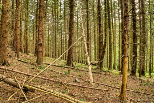 Free Serene view of a dense conifer forest with tall tree trunks and scattered branches. Stock Photo