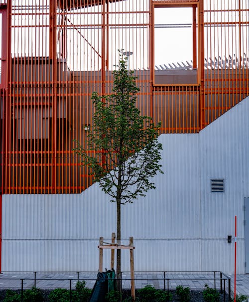 Foto d'estoc gratuïta de acer, arbre, construcció