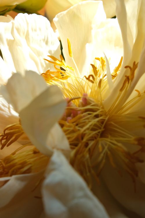 Free Extreme close-up of a white flower with sunlit petals and visible stamen. Stock Photo