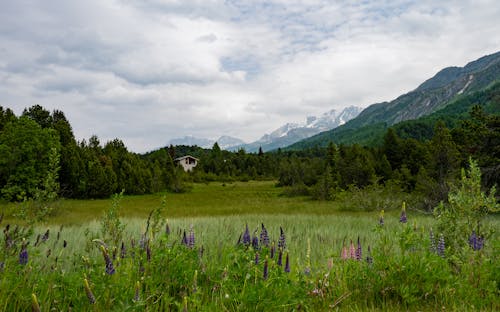 Gratis arkivbilde med åker, blomster, dal