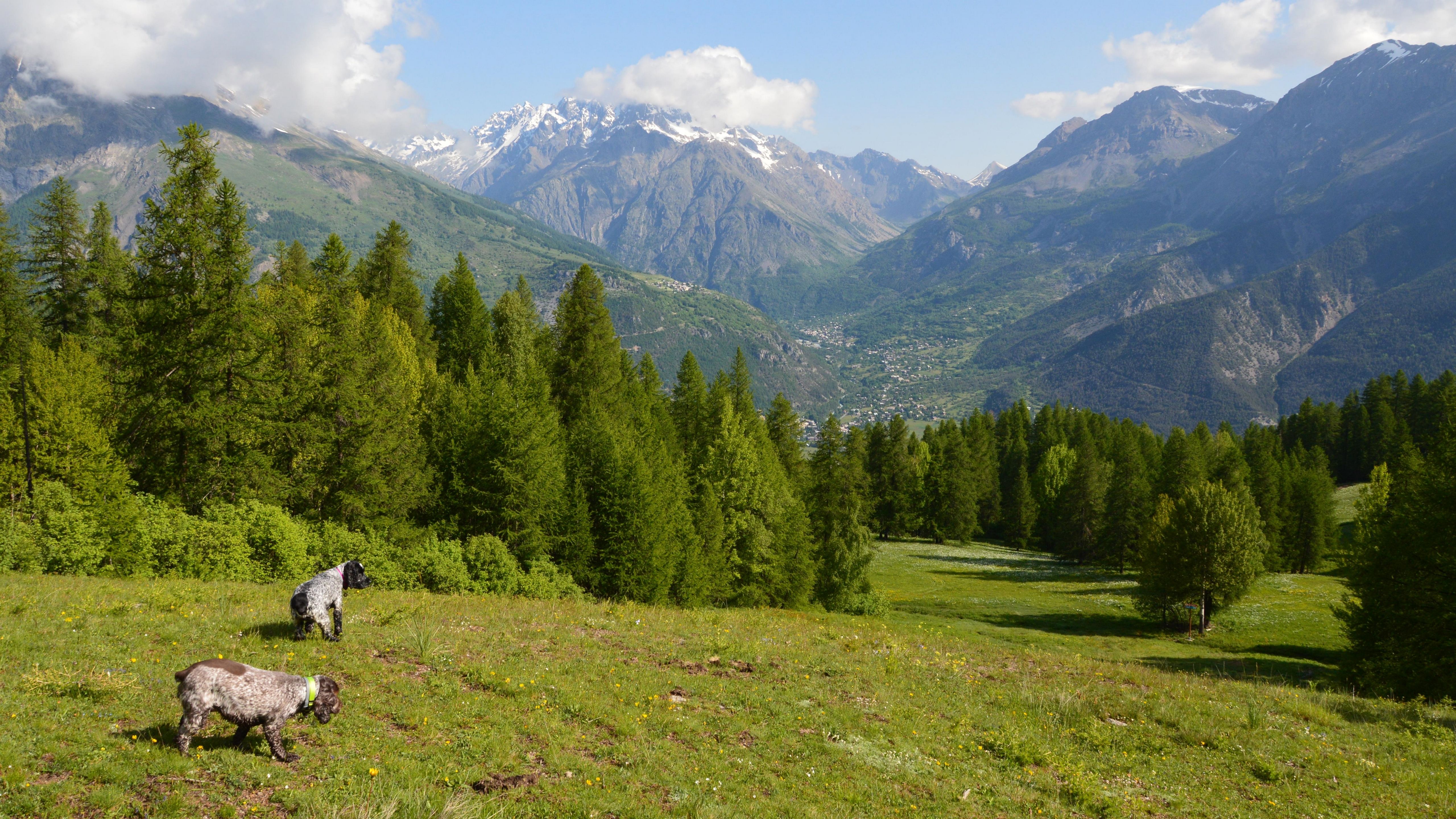 Two dogs exploring a lush forest landscape with majestic mountains in the background.