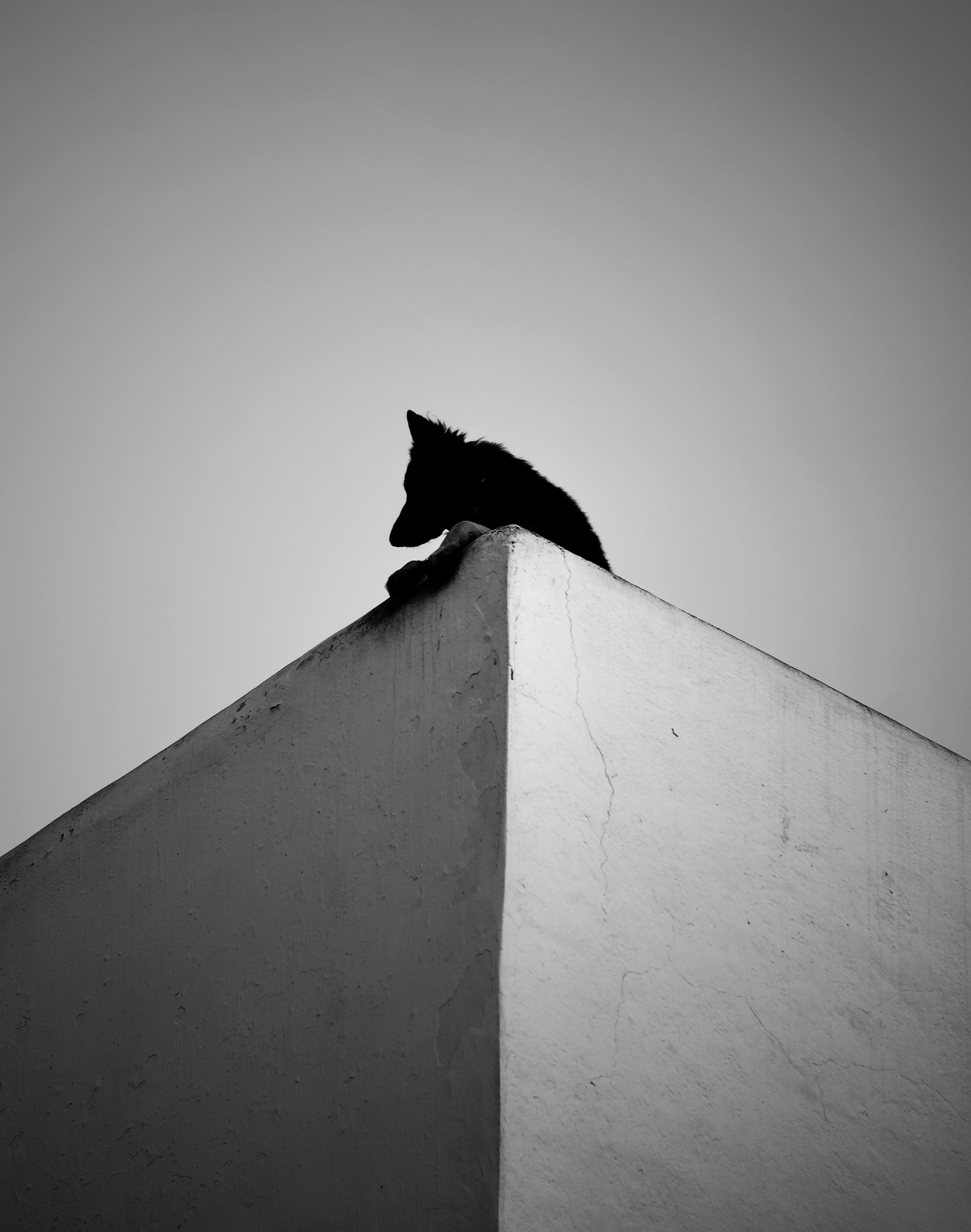 A black silhouette of a dog sitting on a corner roof under a clear sky.