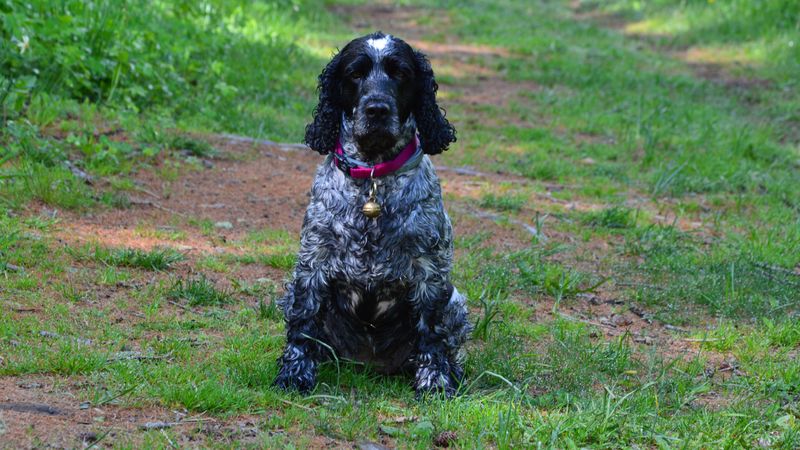 Ziggy - photo 1
