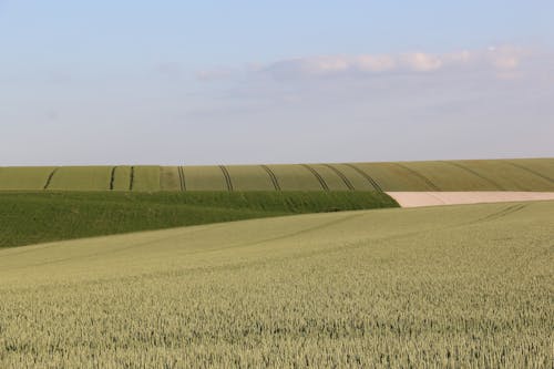 Green, Rural Field