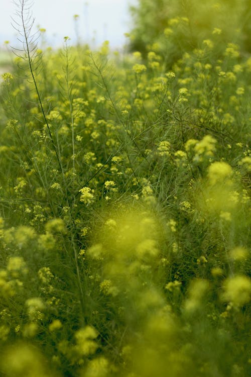 Close up of Yellow Flowers on Meadow
